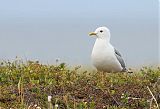 Short-billed Gullborder=